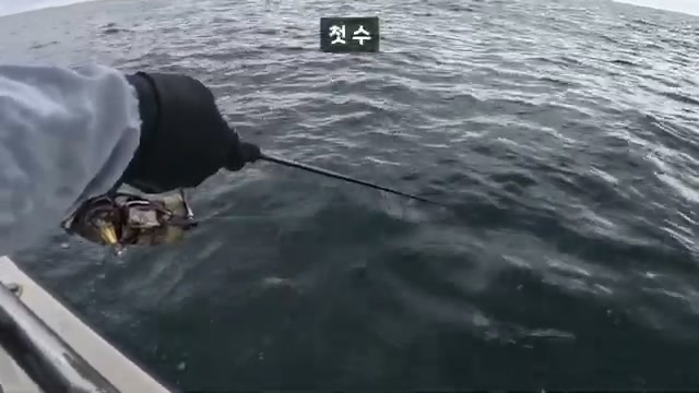 무늬오징어 선상 에깅, 울진 오산항에서 세 마리 잡은 하루